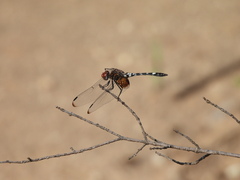 Dythemis fugax