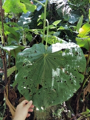 Piper umbellatum