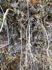 Chlorogalum pomeridianum