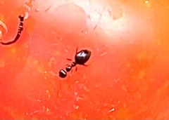 Prenolepis imparis
