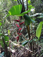 Heliconia huilensis