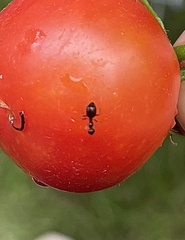 Prenolepis imparis