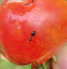 Prenolepis imparis