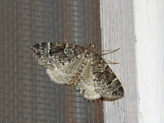 Eulithis explanata