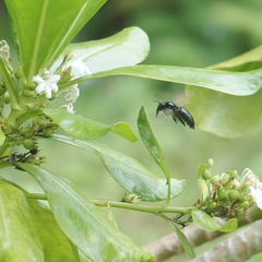 Xylocopa tranquebarorum
