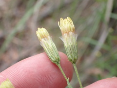 Brickellia eupatorioides chlorolepis