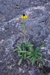 Rudbeckia missouriensis