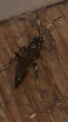 Ichneumon