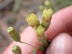 Brickellia eupatorioides chlorolepis