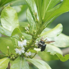 Xylocopa tranquebarorum
