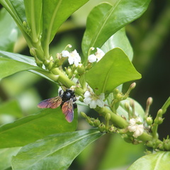 Xylocopa tranquebarorum
