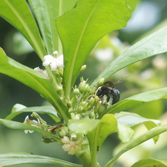 Xylocopa tranquebarorum