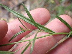 Brickellia eupatorioides chlorolepis