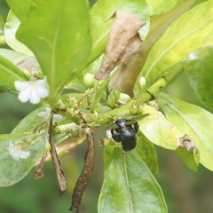 Xylocopa tranquebarorum