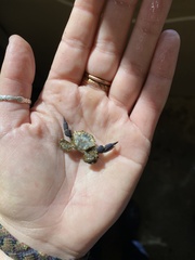 Lophopanopeus bellus