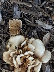 Hohenbuehelia petaloides