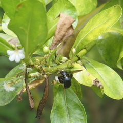 Xylocopa tranquebarorum