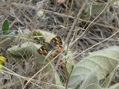 Phyciodes pulchella