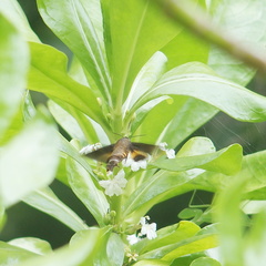 Macroglossum corythus