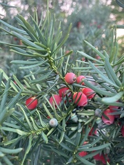 Taxus baccata