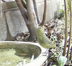 Leiothlypis celata lutescens
