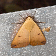 Ophiusa disjungens