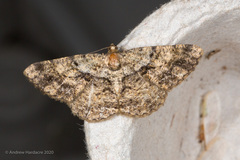 Psilalcis galsworthyi