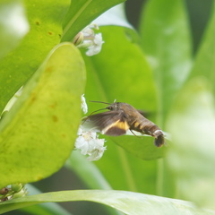 Macroglossum corythus