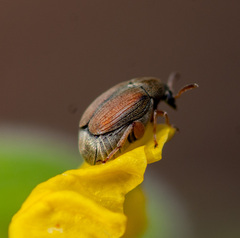 Sennius discolor