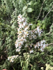 Symphyotrichum urophyllum