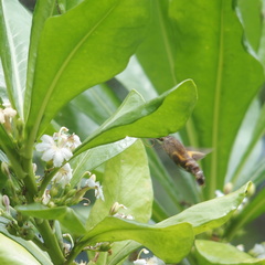 Macroglossum corythus