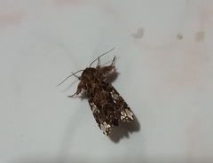 Noctuoidea