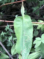 Symphyotrichum urophyllum