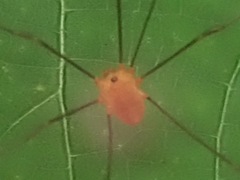 Leiobunum politum