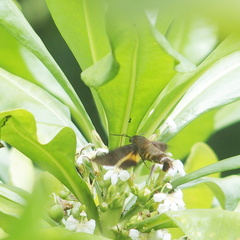 Macroglossum corythus