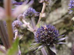 Eryngium glaziovianum