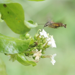 Macroglossum corythus