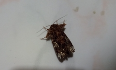Noctuoidea