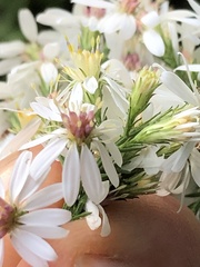 Symphyotrichum urophyllum