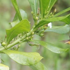 Macroglossum corythus