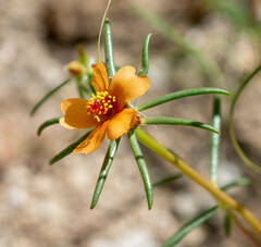 Portulaca suffrutescens