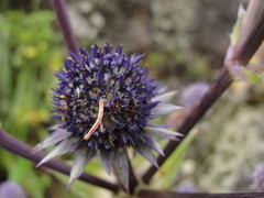 Eryngium glaziovianum