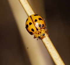 Harmonia octomaculata