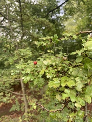 Crataegus monogyna