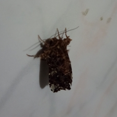 Noctuoidea