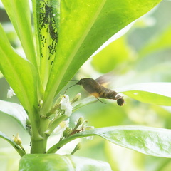 Macroglossum corythus