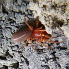 Dysdera crocata