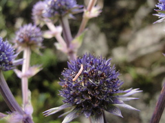 Eryngium glaziovianum