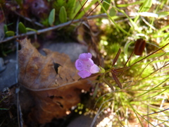 Agalinis neoscotica