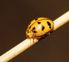 Harmonia octomaculata